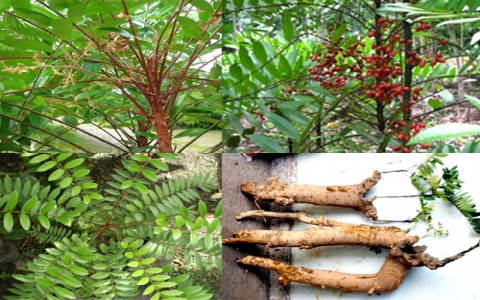 Cây mật nhơn làm thuốc