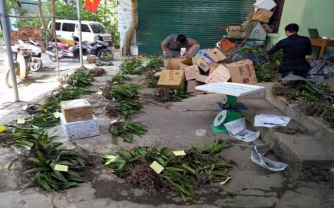 Nở rộ phong trào chơi lan rừng