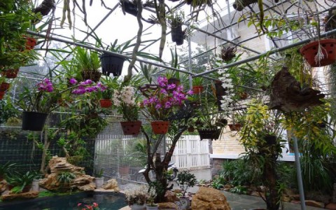 Hướng Dẫn Trồng Và Chăm Sóc Hoa Phong Lan Đơn Giản Nhất