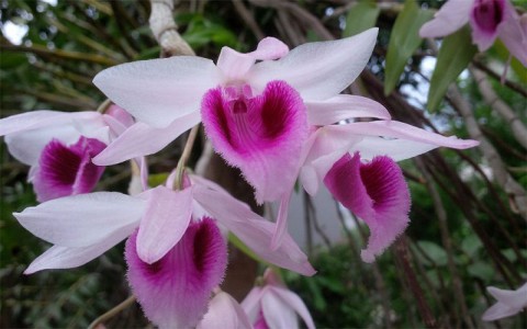 Sự kỳ diệu của Hoa Lan