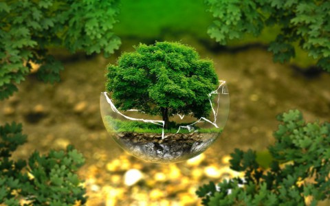 Nghệ thuật Bonsai Nhật Bản và nguồn gốc của nó trong lịch sử Nhật Bản