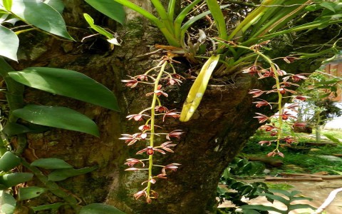 Hoa Lan Kiếm Trung