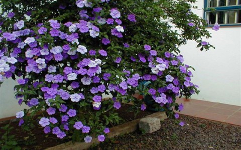 Hoa nhài nhật – cách trồng và chăm sóc cây hoa nhài nhật
