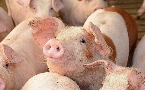 Giá lợn hơi hôm nay 6/11: Tiếp tục điều chỉnh tăng giảm trái chiều