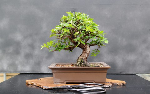 Trang trí sân vườn nhà đẹp với cây bonsai mini