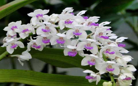 Kỹ thuật trồng và chăm sóc hoa lan