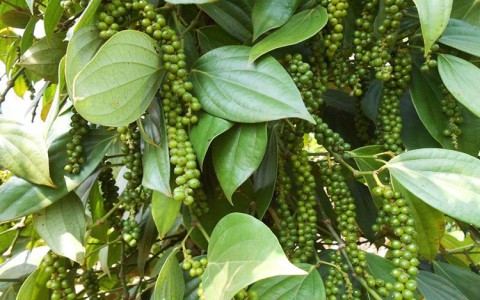 Giá tiêu hôm nay 18/11: Cao nhất 57.500 đồng/kg, tiêu xuất khẩu tăng cao