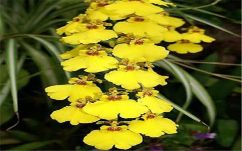 Giới thiệu đặc điểm sống cây lan vũ nữ