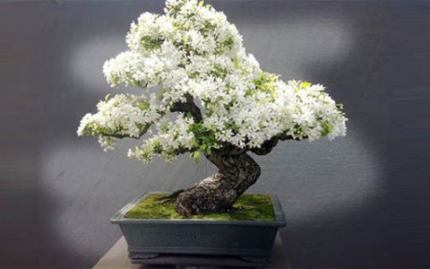 Kỹ thuật tưới nước, bón phân cho cây cảnh bonsai tại nhà