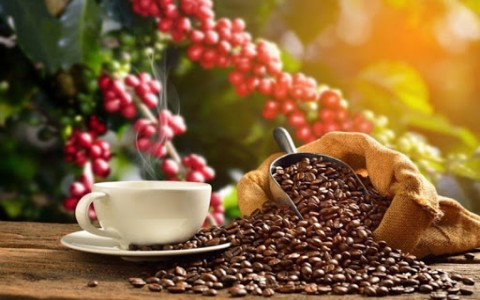 Giá cà phê hôm nay 27/11: Đồng loạt tăng, vượt mốc 33 triệu đồng/tấn