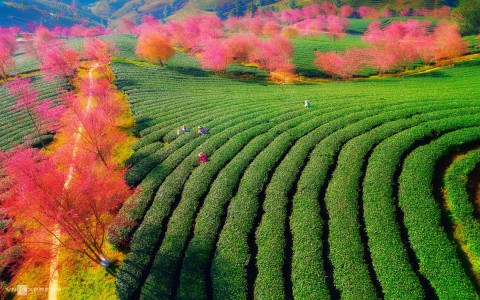 Mai anh đào nở sớm trên đồi chè Sa Pa