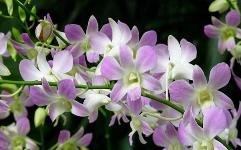 Những nét đặc trưng của lan rừng Việt Nam