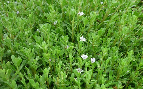 Tác dụng chữa bệnh của cây rau đắng không phải ai cũng biết