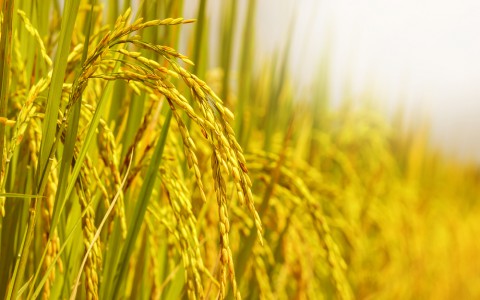 Giá lúa gạo hôm nay ngày 1/12: Giá lúa gạo tiếp đà tăng mạnh