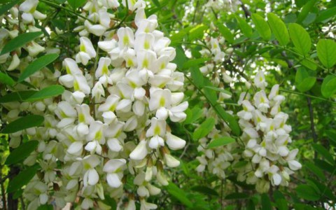 Một số công dụng của hoa hòe