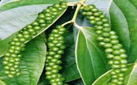 Giá tiêu hôm nay 3/12: Tây Nguyên tiếp tục tăng 09:33 | 03/12/2020