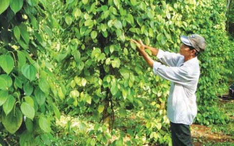 Giá tiêu hôm nay 12/12: Giữ ổn định mức 55.500-57.500 đồng/kg