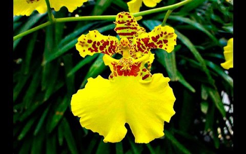 Giới thiệu đặc điểm sống cây lan vũ nữ