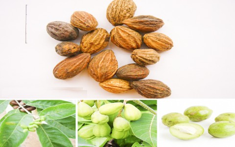 Quả chiêu liêu hồng trị bệnh đường hô hấp