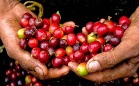 Giá cà phê hôm nay 18/12: Đồng loạt vượt mốc 33 triệu đồng/tấn
