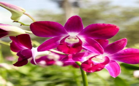 Phòng trừ bệnh cho lan vào mùa mưa