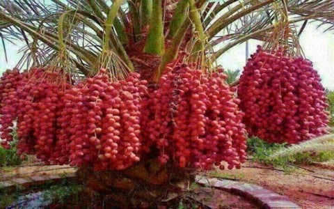 Cây chà là ở miền Tây