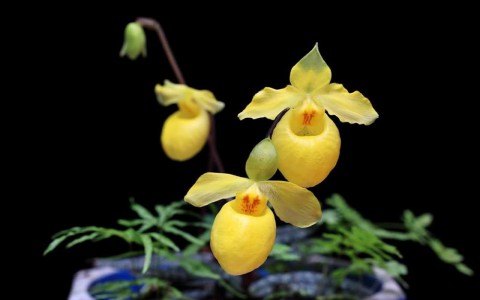 Kỹ thuật chăm sóc lan
