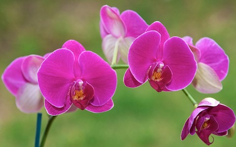 Kỹ thuật trồng và chăm sóc hoa phong lan nói chung