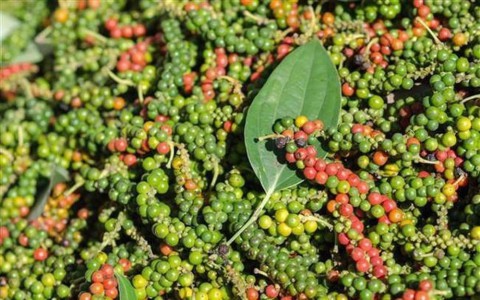 Giá tiêu hôm nay 5/1: Giảm nhẹ ở Gia Lai, tiêu Ấn Độ giữ ổn định