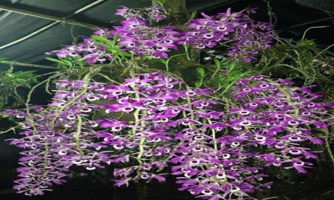 Kiến thức về lan kèn Lai Châu