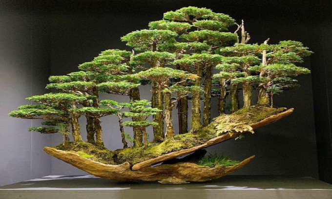 Kỹ thuật trồng cây Bonsai mini từ A đến Z