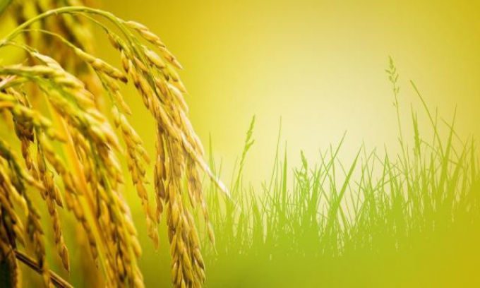 Giá lúa gạo hôm nay ngày 28/11: Lúa ổn định, gạo bất ngờ tăng nhẹ